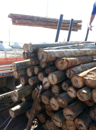 Postes de Eucalipto